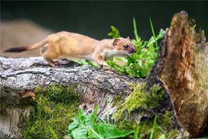 夢見黃鼠狼咬自己