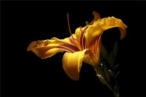 夢見盛開的黃花