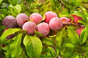 孕婦夢見李子樹上結滿李子