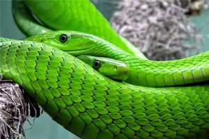 夢見一對蛇 兩條蛇