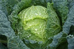 夢見白菜生了男孩