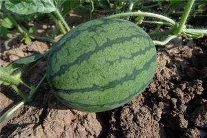 夢見大西瓜周公解夢