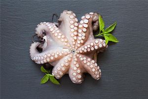 夢見章魚 八爪魚