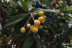 夢到枇杷樹結很多果