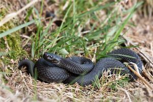 夢見黑蛇 大黑蛇