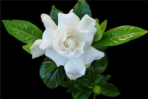 夢見桅子花開什麼意思