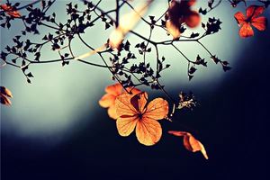 已婚女人夢見樹開花