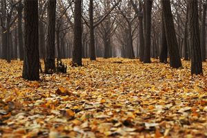 夢見樹葉掉光了