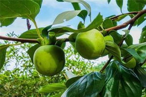 夢見滿樹的青柿子