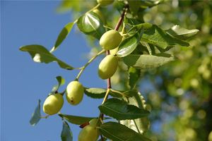 夢見拿杆子打棗