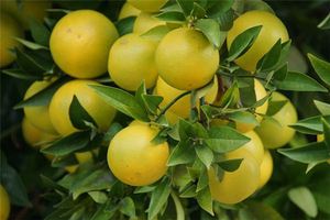 女人夢到摘柚子