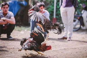 夢見鬥雞