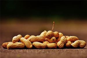 正在備孕夢見花生