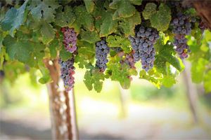 女人夢見一串串紫葡萄