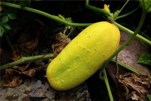 孕婦夢見黃瓜但沒摘