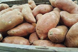 女人夢見挖很多地瓜