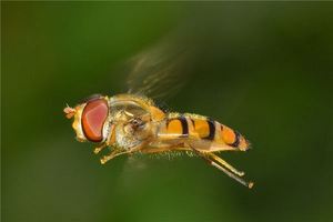 夢見很多死蒼蠅