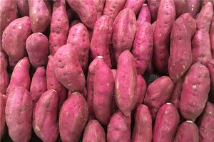 夢見地瓜必生女兒