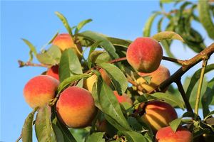 夢見桃樹上有桃子