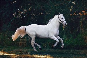 夢見驢騾馬