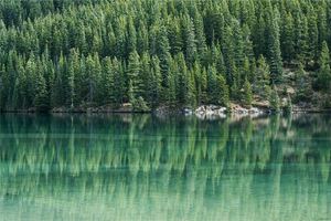 夢見松樹 松樹叢