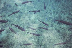 夢見摸魚