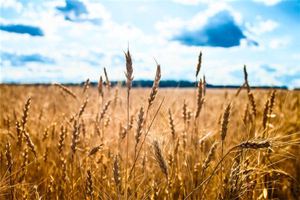 夢見穗分叉為二