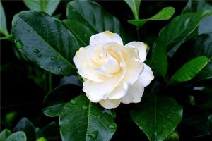 夢見摘白色的梔子花