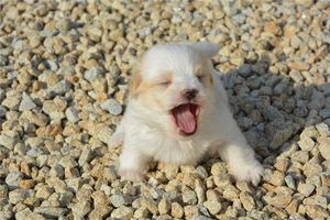 夢見打狗 狗被打