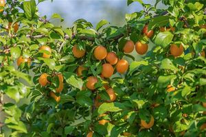 夢到果樹結滿果實