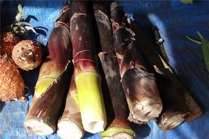 夢見自己挖竹筍