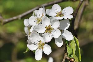 夢見梨花開的很茂盛