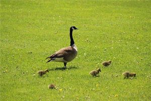 夢見鴇鳥
