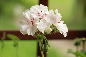 周公解夢夢見花