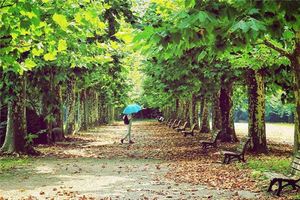 夢見梧桐樹開花