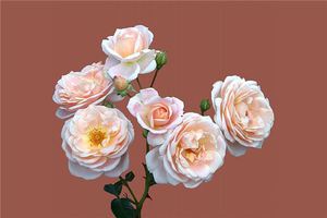 夢見玫瑰花開的很漂亮