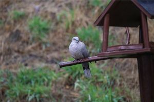 夢見鳩