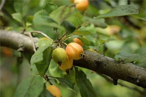 夢見樹上結果子