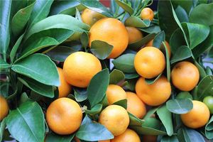 懷孕夢見桔子是生女兒