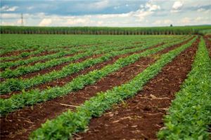 夢見茂盛的花生地