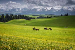 夢見草原草好綠