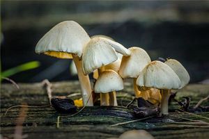 已婚女人夢見蘑菇