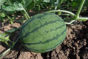 夢見地裡長滿西瓜