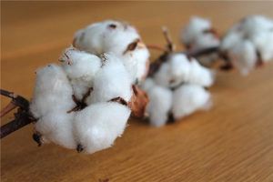 夢見摘棉花