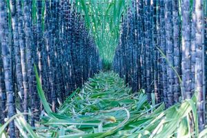 夢見甘蔗地好多甘蔗