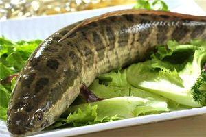 夢見抓黑魚 捉黑魚