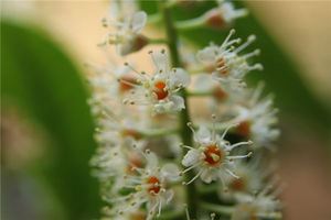 已婚女人夢見月桂