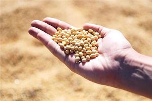 夢見黃豆 種黃豆