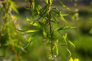 夢見柳樹枝