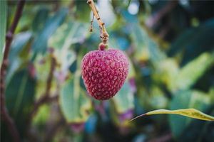 已婚女人夢見荔枝